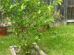 554 Ivy Cross Lane, Sugar Land TX 77479