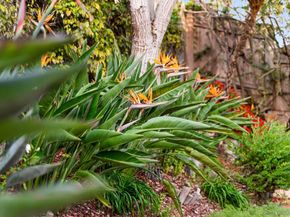 451 Jolina Way, Encinitas CA 92024