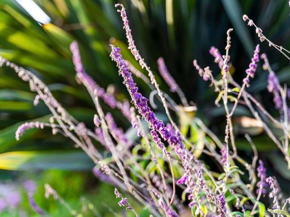 451 Jolina Way, Encinitas CA 92024