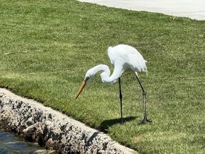 246 Sunstone Place, Rancho Mission Viejo CA 92694