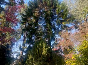 269 Selby Lane, Atherton CA 94027