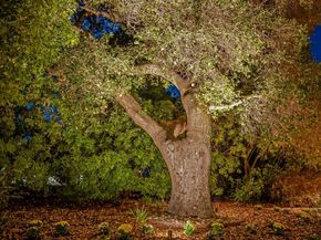 23423 Toyonita Road, Los Altos Hills CA 94024