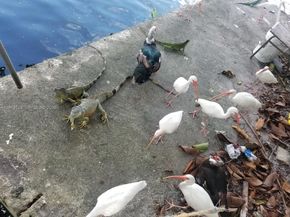 801 S Biscayne River Dr, Miami FL 33169