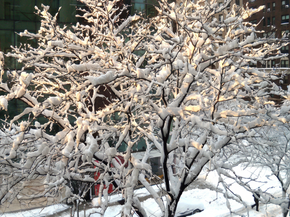 1065 Park Avenue 3B, New York NY 10128