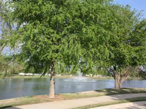 1713  Liberty Drive , Providence Village Texas 76227