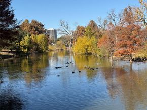 500 S Cottonwood Drive , Richardson Texas 75080