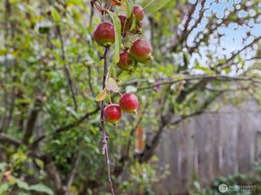 7121 Rainier Drive, Everett WA 98203