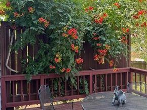 10495 W 85th Place, Arvada CO 80005