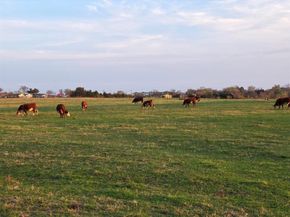 1313 W Sanford Street , Arlington Texas 76012