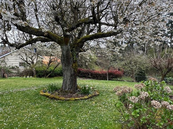341 NE 185th Street, Shoreline WA 98155