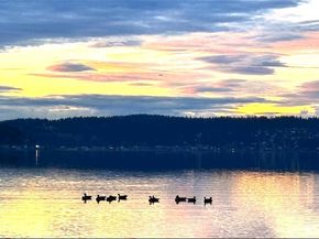 110 174th Place NE, Bellevue WA 98008