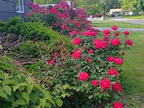 14 Ridgefield Dr, Framingham MA 01701