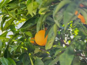 830 Monte Rosa Drive, Menlo Park CA 94025