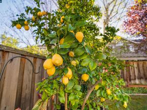 34 Elmwood Dr, San Ramon CA 94583