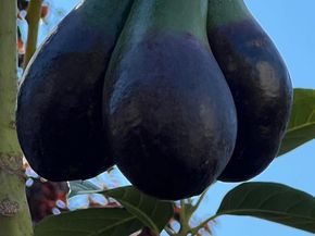 34 Elmwood Dr, San Ramon CA 94583