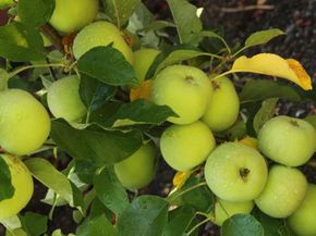 34 Elmwood Dr, San Ramon CA 94583