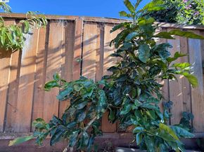 1362 Esser Ave, San Leandro CA 94579