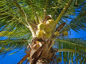 3057 D Road, Loxahatchee Groves FL 33470