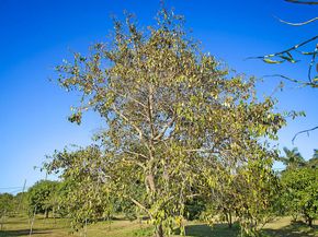 3057 D Road, Loxahatchee Groves FL 33470