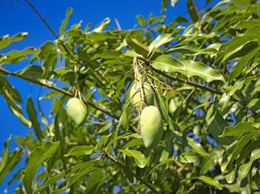 3057 D Road, Loxahatchee Groves FL 33470