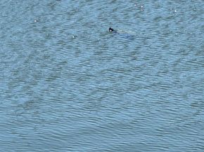 721 Lori Drive 113, Palm Springs FL 33461