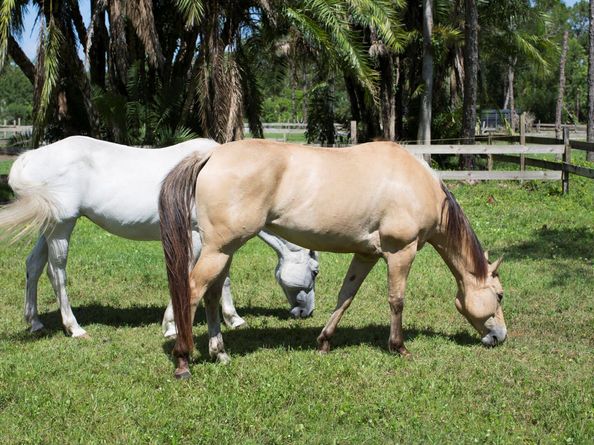10358 158th Street N, Jupiter FL 33478