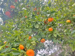 2846 Willow Glen Drive, El Cajon CA 92019