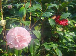 4011 Layang Layang Cir F, Carlsbad CA 92008