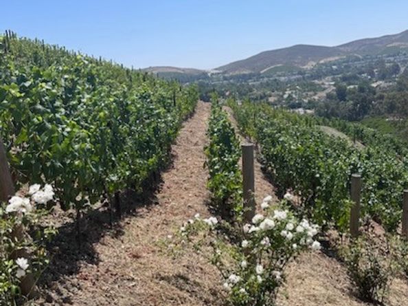 3202 Portico Del Norte, San Clemente CA 92673