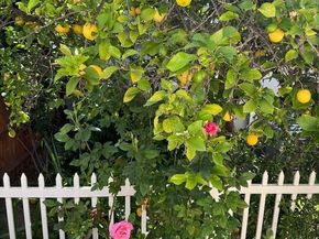 4503 Tobias Avenue, Sherman Oaks CA 91403