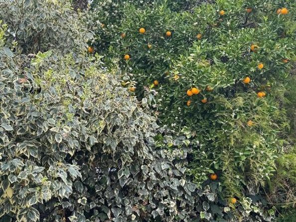 4503 Tobias Avenue, Sherman Oaks CA 91403