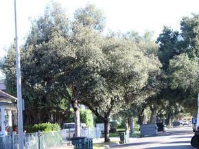 591 N Garfield Avenue 5, Pasadena CA 91101