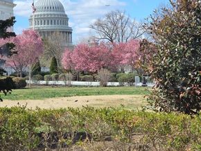 305 C Street NE 202, Washington DC 20002