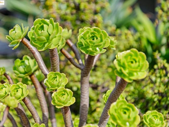 8170 Surrey Ln, Oakland CA 94605