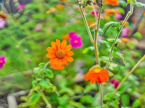 1628 Encinal Avenue, Alameda CA 94501