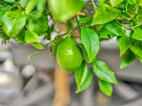 1628 Encinal Avenue, Alameda CA 94501