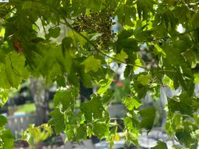 7332 Stonedale Dr, Pleasanton CA 94588