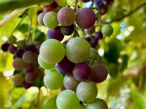 1116 E Marine View Drive, Everett WA 98201