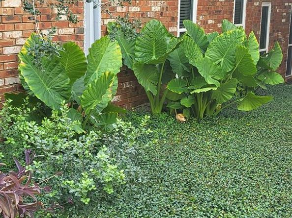 4317  Hartford Street  109, Dallas Texas 75219