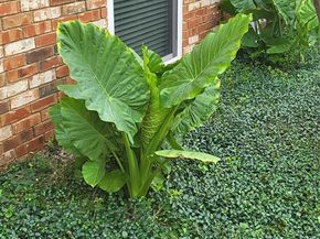 4317  Hartford Street  109, Dallas Texas 75219