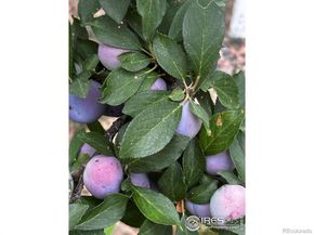 7624 Gray Way, Arvada CO 80003