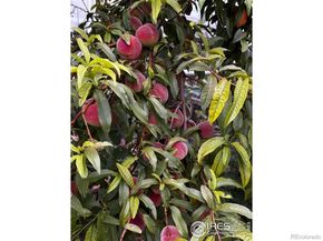 7624 Gray Way, Arvada CO 80003