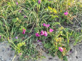 18 North Shore Road, Montauk NY 11954