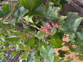 848 Del Norte Drive, Livermore CA 94551