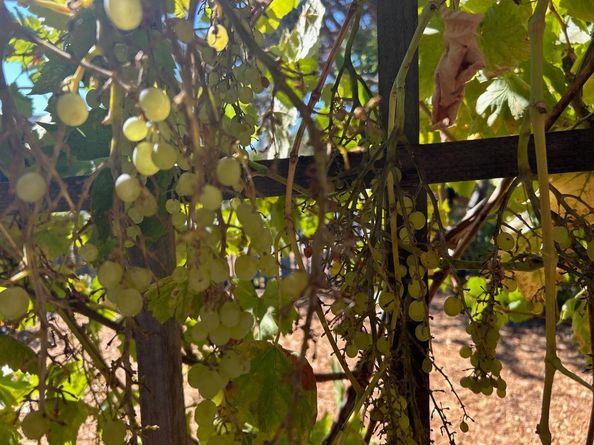 848 Del Norte Drive, Livermore CA 94551