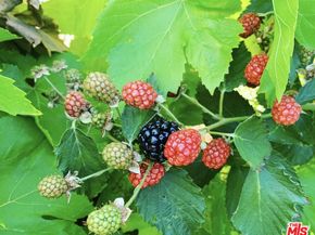 12909 Ida Avenue, Los Angeles CA 90066