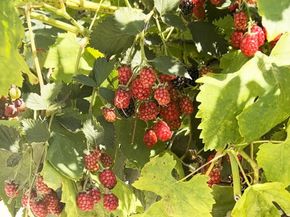 12909 Ida Avenue, Los Angeles CA 90066