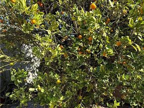 42 W Mountain View Street, Long Beach CA 90805