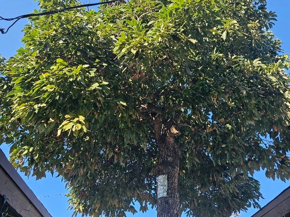 6330 Pierce, Whittier CA 90601