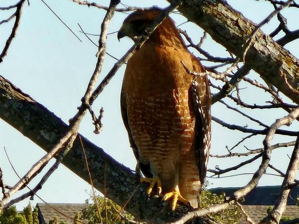 4705 Foster Ranch RD, Austin TX 78735